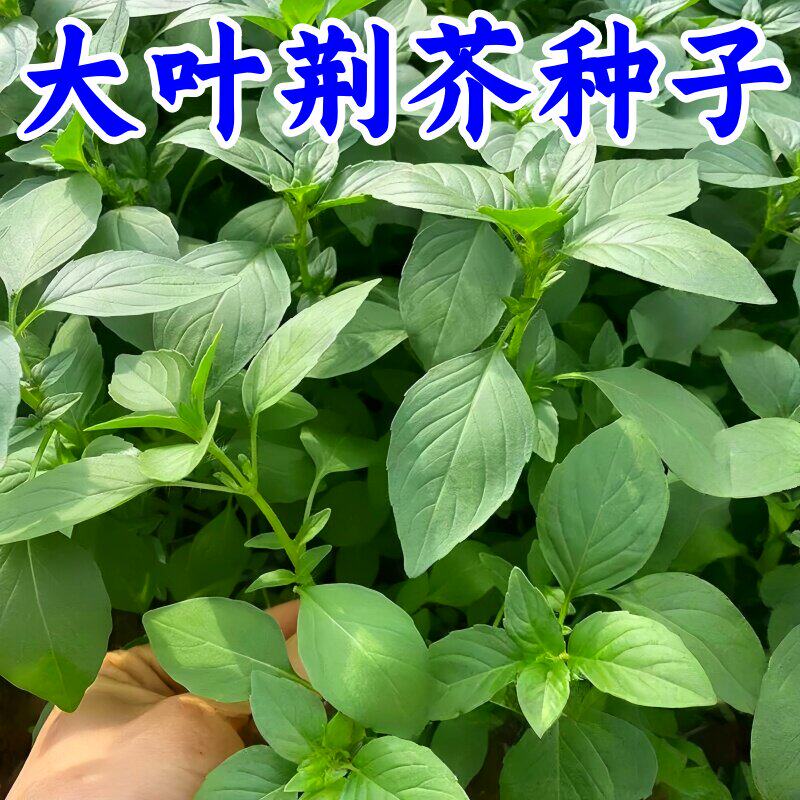 荆芥菜籽河南大叶荆芥种子菜种子蔬菜种子四季播荆菜农家田园种籽