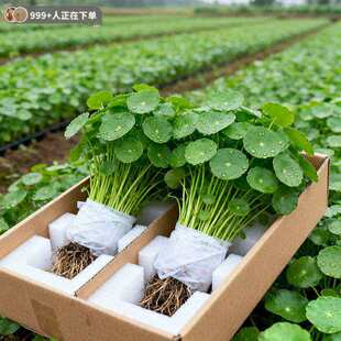 金钱草大叶铜钱草水培植物室内好养鱼缸水草专用水养花卉绿植盆栽