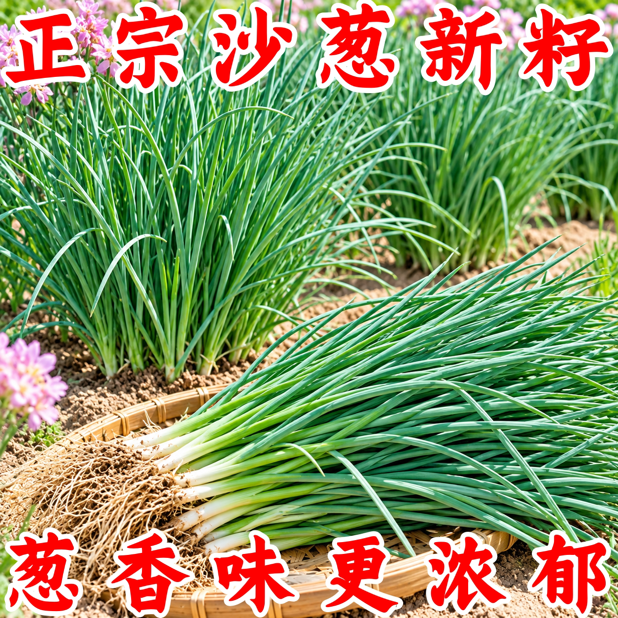 内蒙古新鲜沙葱种子四季阳台种植