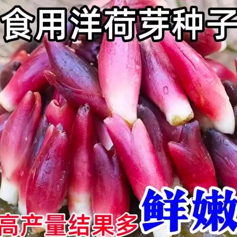 食用洋荷芽种子四季蔬菜