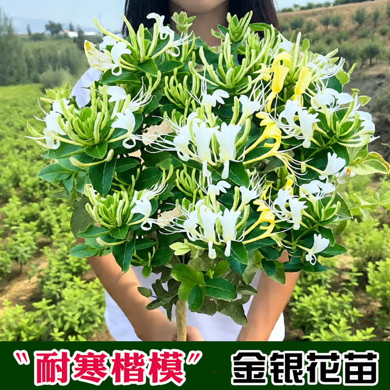 金银花树苗爬藤浓香耐寒常青盆栽