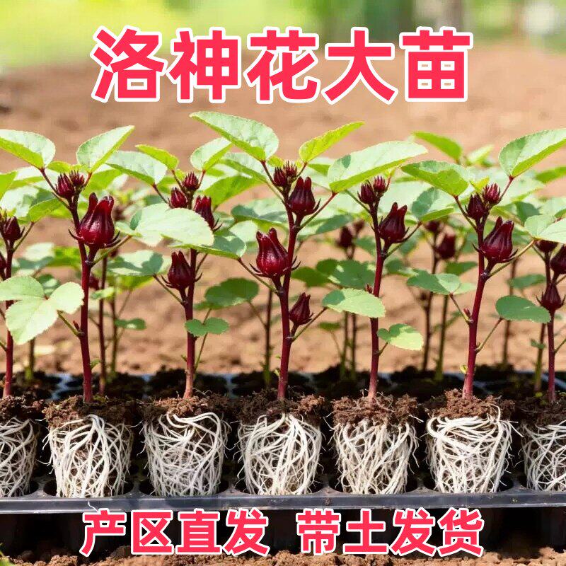 食用洛神花苗红桃K盆栽可泡酒