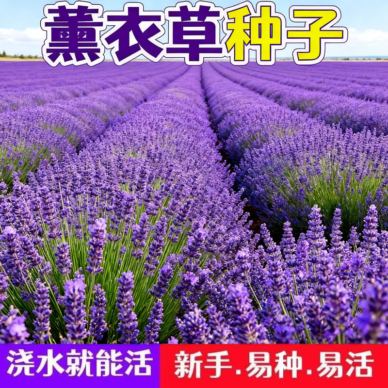 薰衣草盆栽种子好养开花驱蚊
