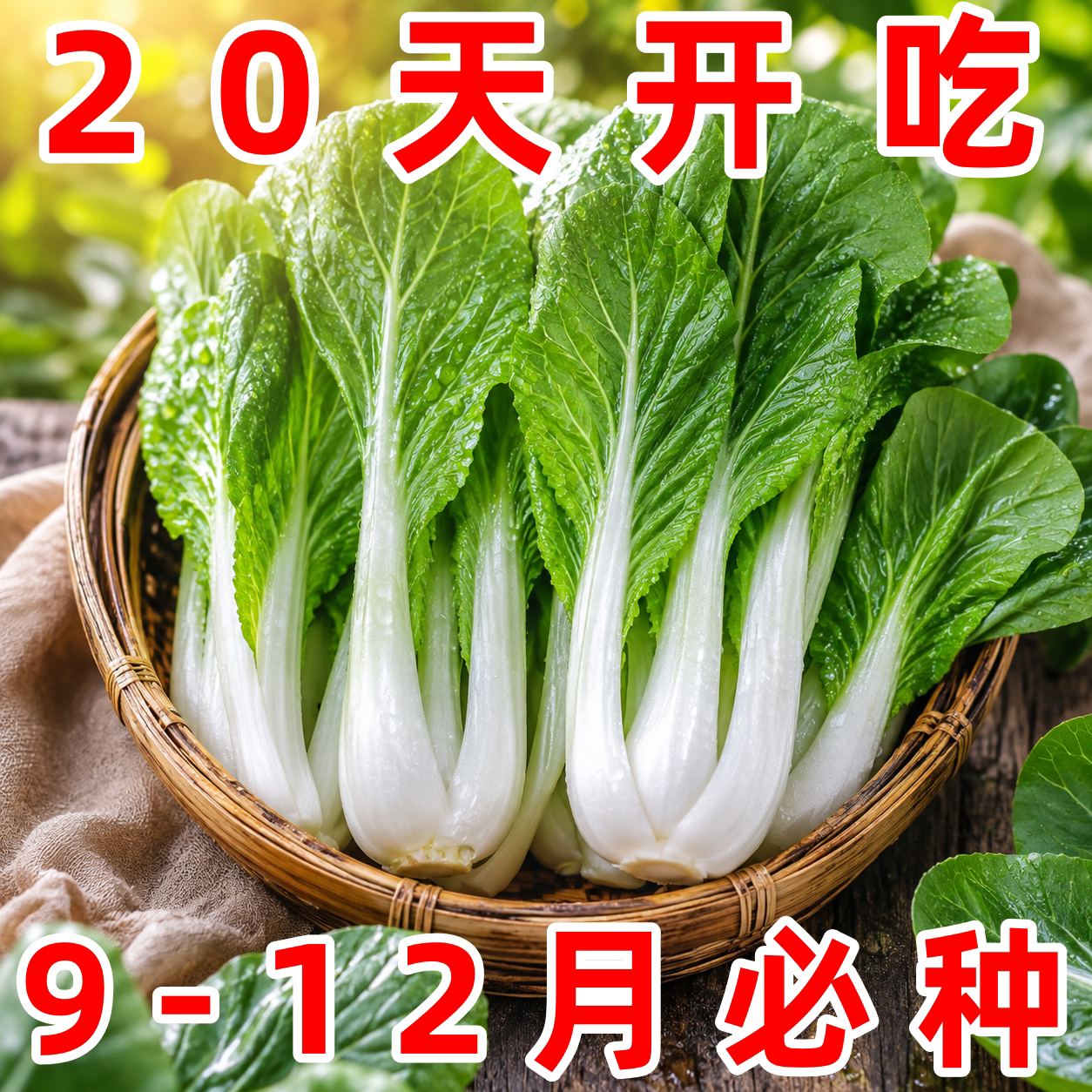 四季速生耐热小白菜种子
