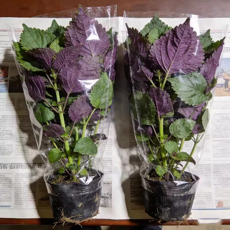 农家紫苏苗20棵带根带土发现挖皱叶苏苗盆栽浓香可食用香料
