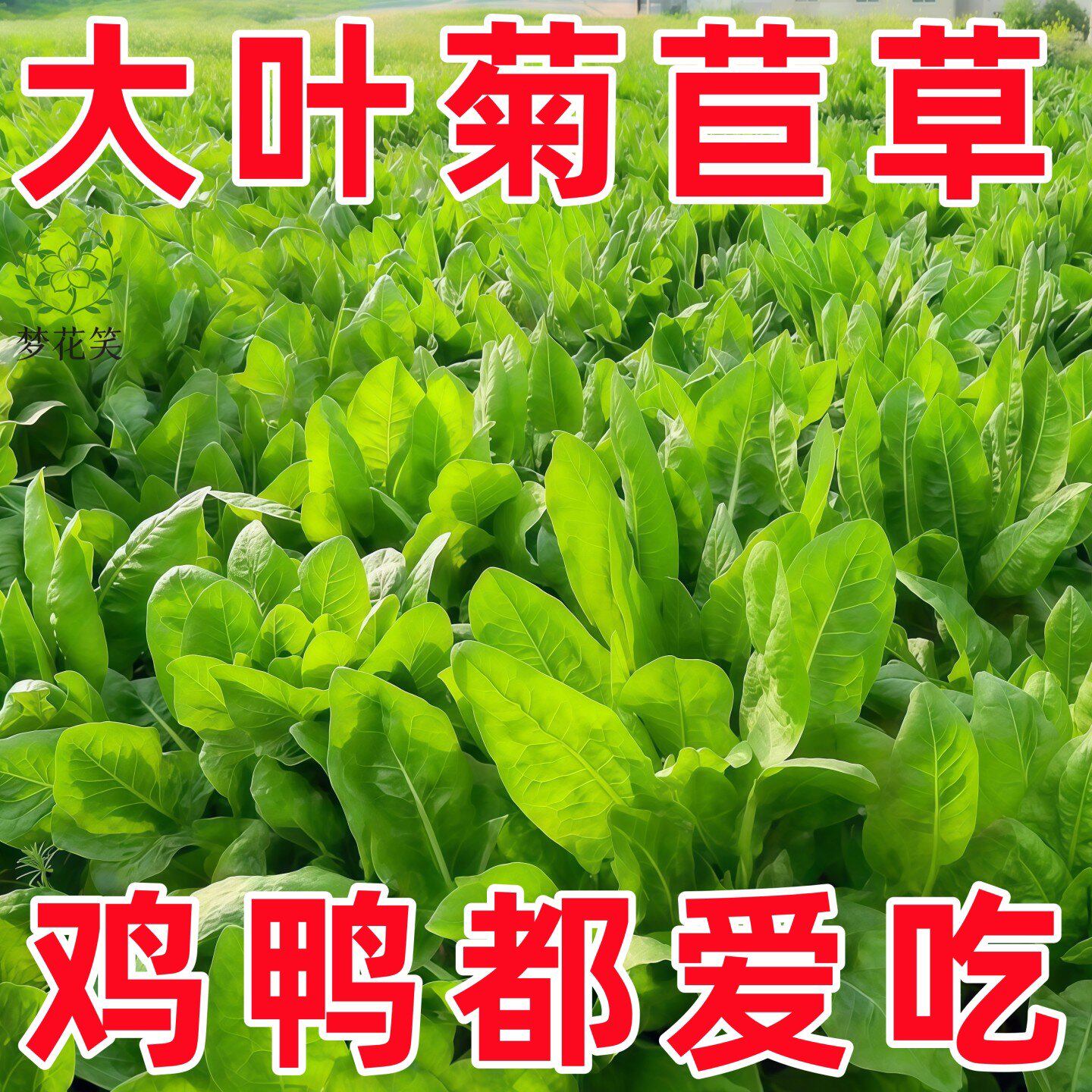 大叶多年生菊苣种子牧草种子
