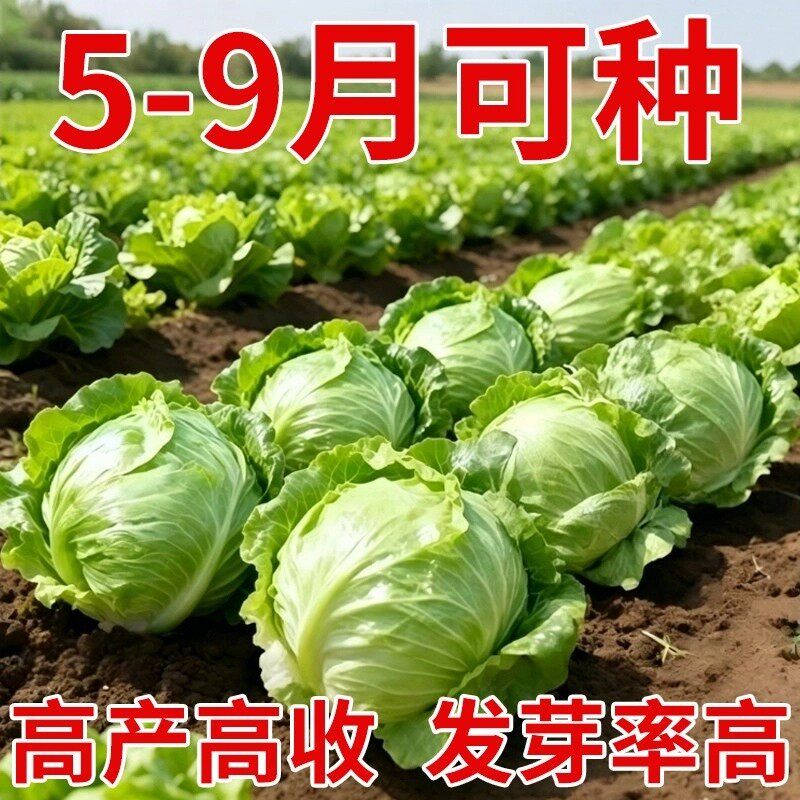 结球生菜种子秧苗球生菜种籽包心球形冬季四季盆栽球种蔬菜菜孑种