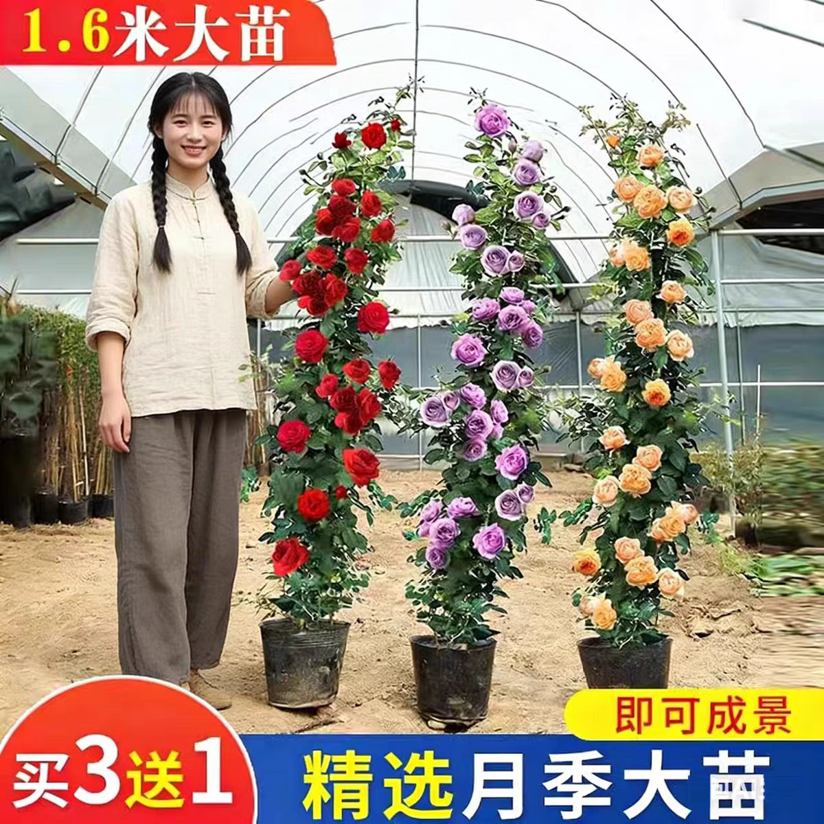 蔷薇花苗藤本月季特大花树庭院爬藤植物阳台花卉玫瑰盆栽多季开花