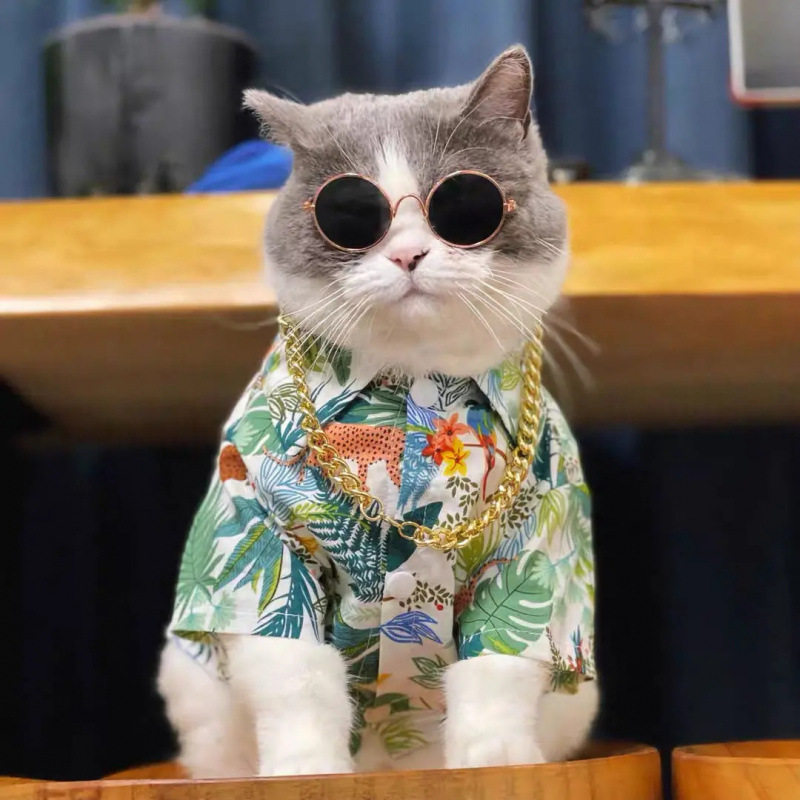 夏季猫咪衣服小型犬薄款泰迪布偶猫蓝白美短猫衣服宠物装花衬衫t