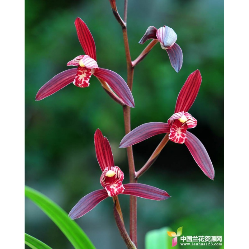绿植花卉 云南室内兰花苗自然种植 建兰 墨宝 阳台花卉兰花盆栽