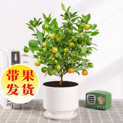 优选四季金桔树苗盆栽带果室内客厅招财植物室外耐寒花卉绿植橘子
