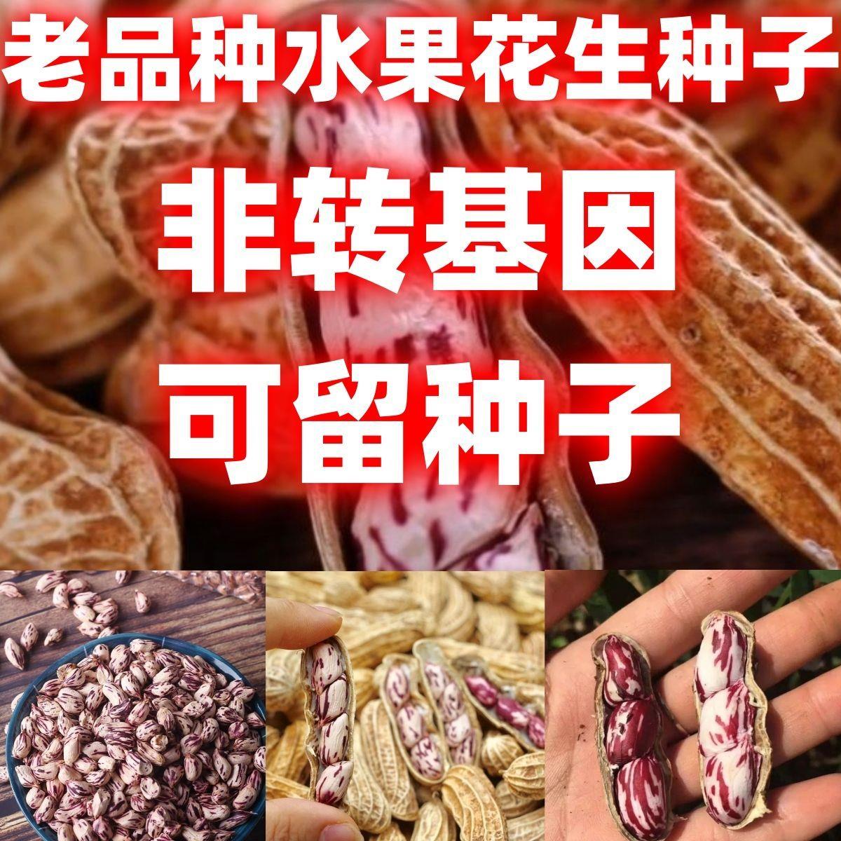 老品种水果花生子七彩论斤图片