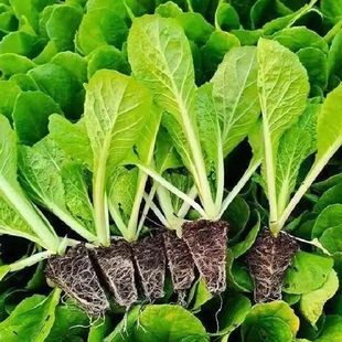 白菜苗秧秋冬季菜苗南方新鲜小白菜秧苗带土适合冬天种的蔬菜秧苗