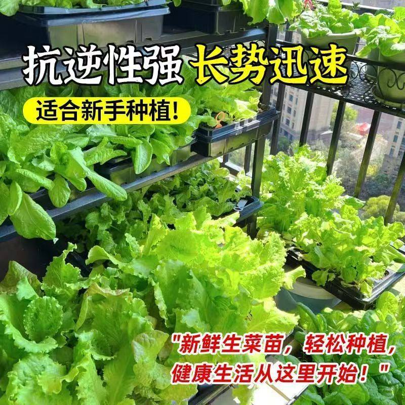 精品小苗意大利生菜苗秧苗幼苗适合密植易种易活带土发货基地直发,鲜花速递/花卉仿真/绿植园艺,家庭园艺种子,淘宝优惠券,粉丝福利购,淘宝优惠卷