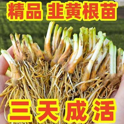 优质韭黄秧苗直发宽叶菜