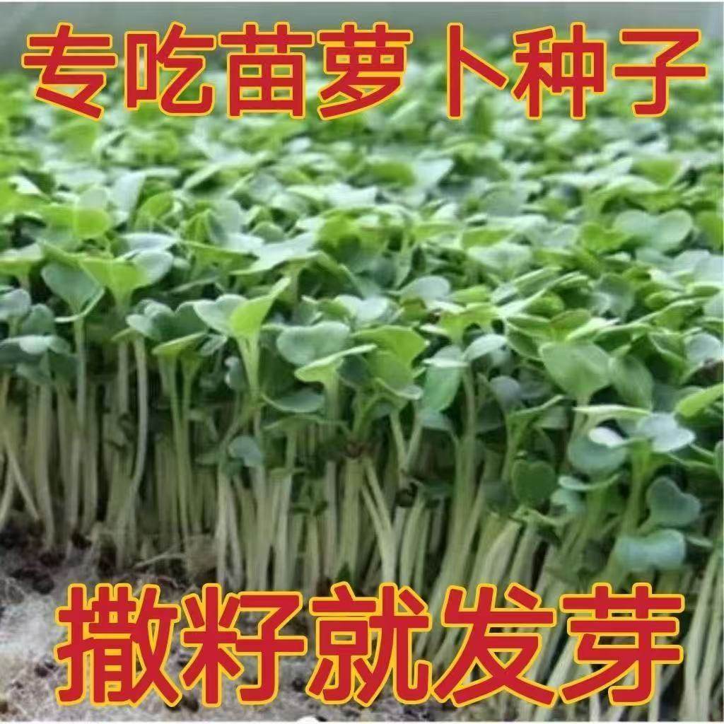 健壮九斤王白萝卜秧苗春不老不空心春夏秋皆可播家庭种植蔬菜幼苗,鲜花速递/花卉仿真/绿植园艺,家庭园艺种子,淘宝优惠券,粉丝福利购,淘宝优惠卷