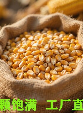 便宜干玉米烘干玉米粒整颗粒玉米粒颗粒饱满玉米干货养殖养鸡饲料