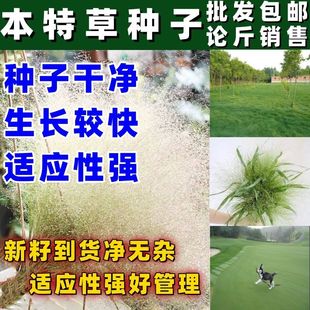 美丽云草种子本喷泉草庭院四季观赏草籽可切花配草种籽盆栽庭院
