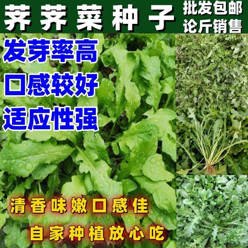 正宗野生荠菜种子野菜荠菜籽清香鲜嫩阳台四季播盆栽色蔬菜种子,鲜花速递/花卉仿真/绿植园艺,家庭园艺种子,淘宝优惠券,粉丝福利购,淘宝优惠卷