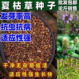 夏枯草种子中药材白毛夏枯草种籽子四季种植另有野生黄芩苗孑按斤