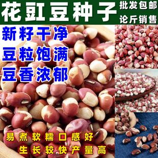无蔓花豇豆种子新货熬粥江豆种子花豆种子姜豆种子农家饭豆种子籽