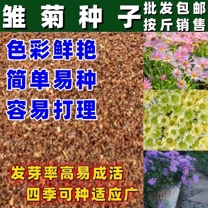 雏菊花种子四季播种开花易活室内外花卉植物盆栽庭院菊花种籽子