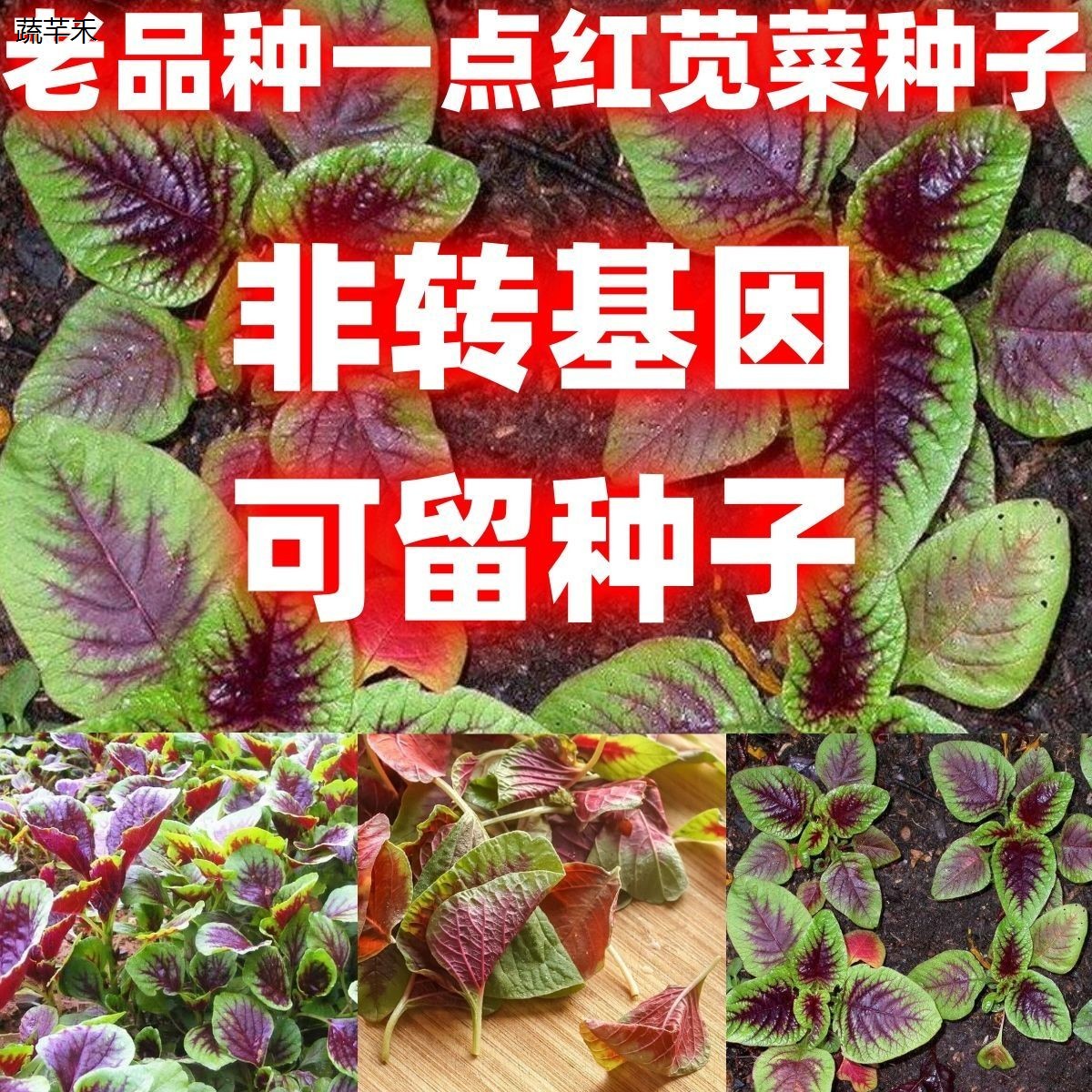 老品种一点红苋菜种子汉图片