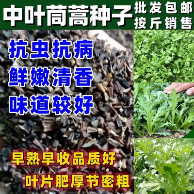 中叶茼蒿种子田园农田庭院阳台四季蔬菜菜籽茼蒿菜籽中叶茼蒿种籽