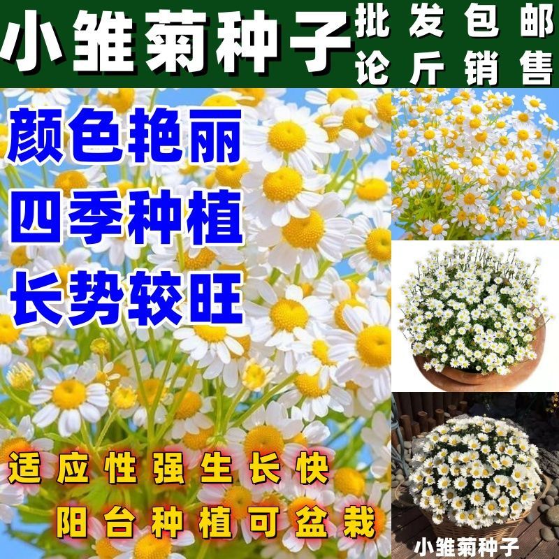 小雏菊花种子四季播种开花易活室内外花卉植物盆栽庭院菊花种籽子