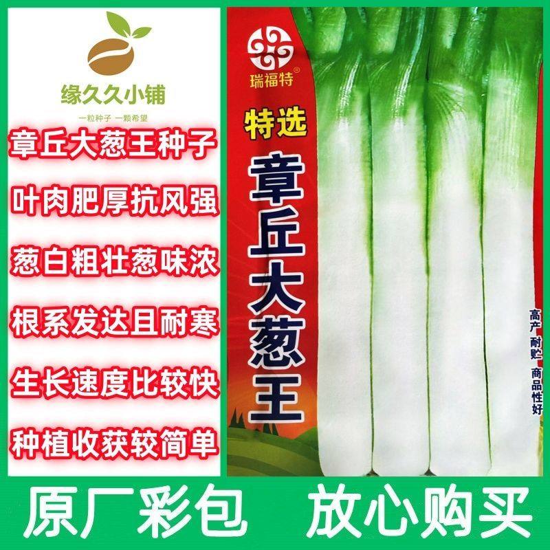 章丘大葱种子大葱种子