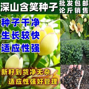 深山含笑种子又名含笑花种子乐昌含笑种子红花含笑树种籽