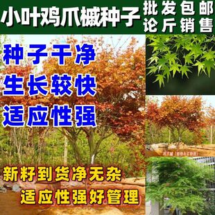 小叶鸡爪槭种子林木种子鸡爪枫种子小叶鸡爪槭包邮当季新籽
