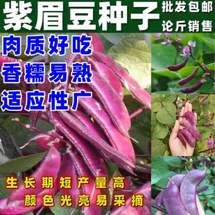 紫眉豆种子高产早熟豆角红肉紫扁豆种子梅豆种籽爬藤蔬菜论斤销售