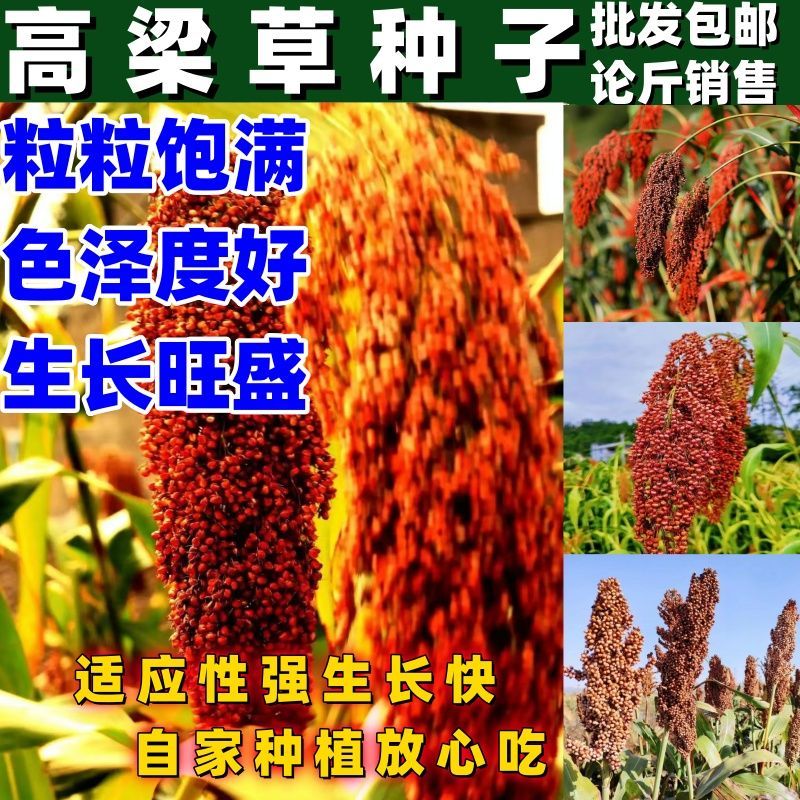 长杆高粱草种子抗旱耐瘠薄杂粮种子 绿化 做天然工艺品/盖帘/扫帚