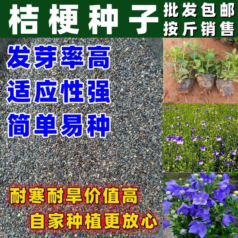 桔梗种子精选纯新中药材桔梗花籽铃铛花种子可作桔梗咸菜发芽率高