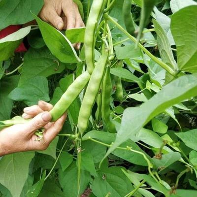 油豆九月油架油豆种子九月油豆种子压趴架油豆角豆角露地当季新籽