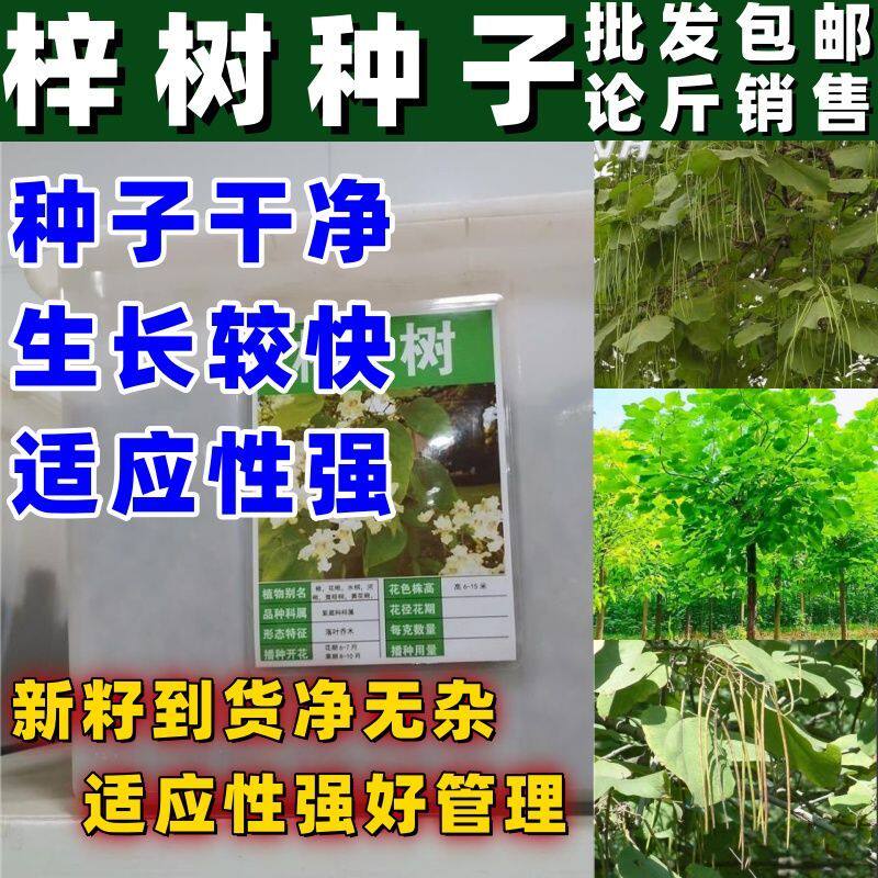 梓树种子楸树种子金丝楸种子臭梧桐种子黄花楸水桐楸河楸梓桐种子