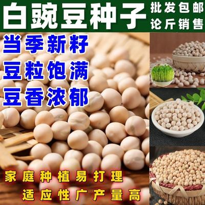 白豌豆种子粮食种豌豆高产晚熟有须品种大田菜园播种蔬菜简单易种