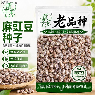 品种豇豆非基新鲜粥做粘