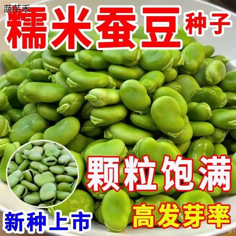 新种蚕豆种子北斗七星特大高产罗汉豆种籽春秋冬季播种早熟耐寒胡