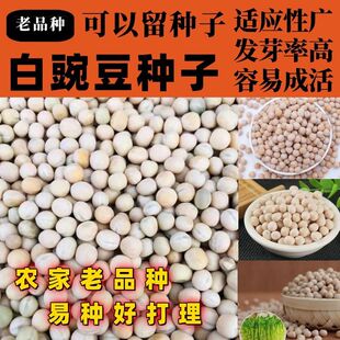 老品种白豌豆种子粮食种豌豆苗种品种大田菜园播种蔬菜简单易种子