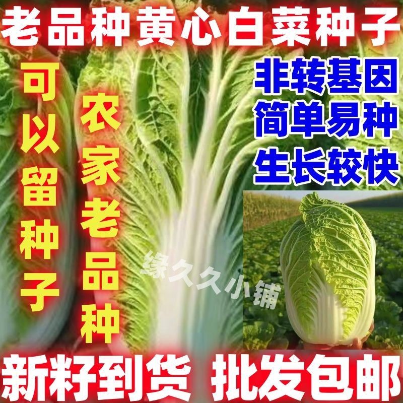 老品种黄心白菜种子抗病