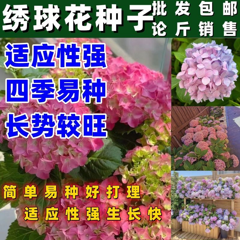 绣球花种子易活花草植物四季室内开花不断种籽易种桌面观花卉盆栽