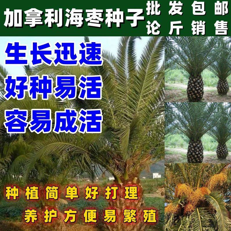 加拿利海枣种子 长叶刺葵槟榔竹加拿利刺葵 银海枣 中东海枣种子