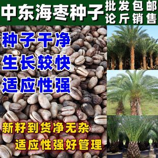 中东海枣种子加拿利海枣种子银海枣棕榈绿化行道林木苗木树种子籽