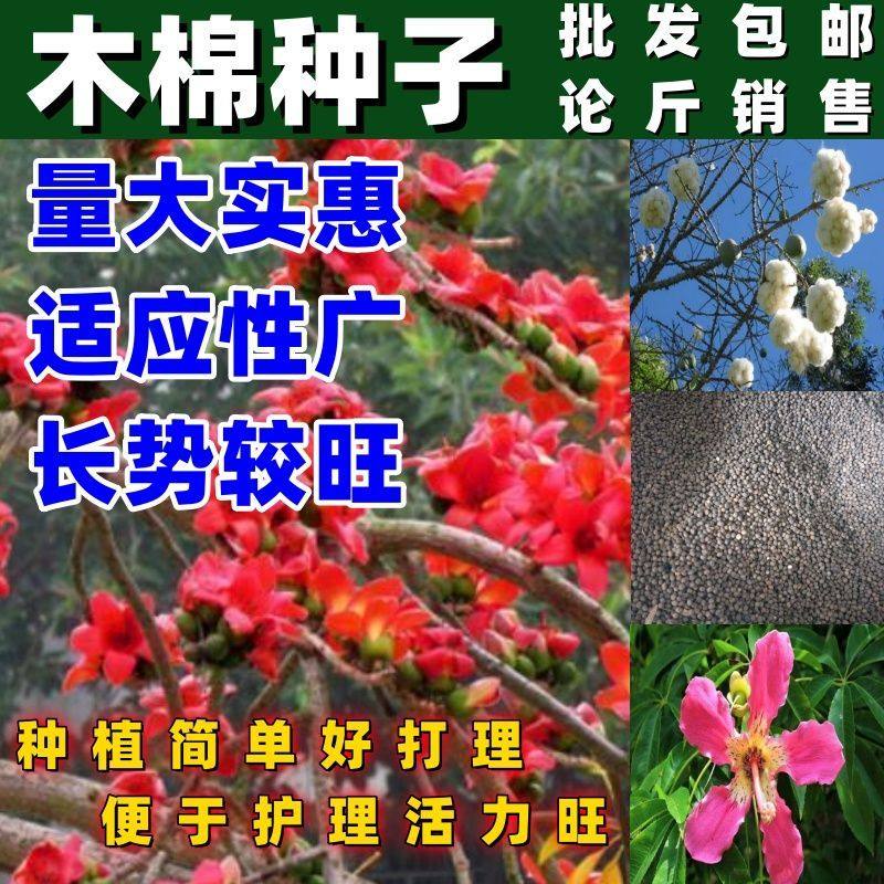 木棉种子木棉花木棉树种子大腹木棉种子新采木棉种攀枝花树种子籽