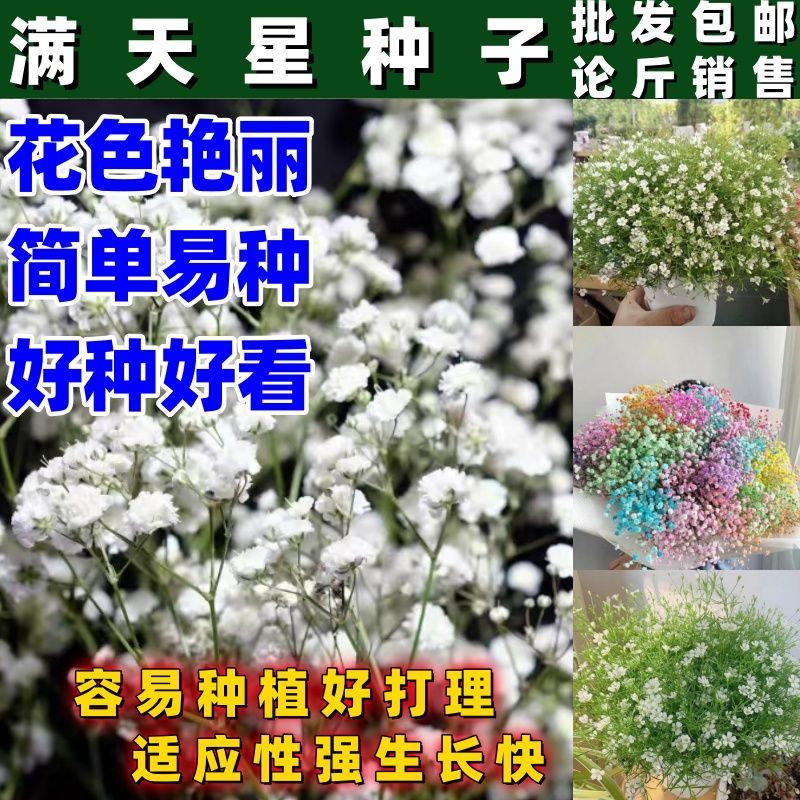 满天星花种籽子鲜花懒人夜来香种子四季阳台盆栽庭院易种开花不断图片
