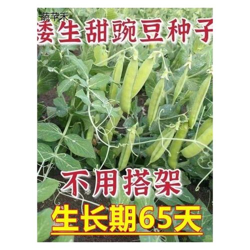新种甜豌豆种子大脆豆角
