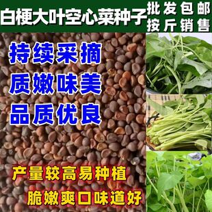 大叶白梗空心菜种子四季田园阳台通菜蕹菜籽春季青菜盆栽蔬菜种孑