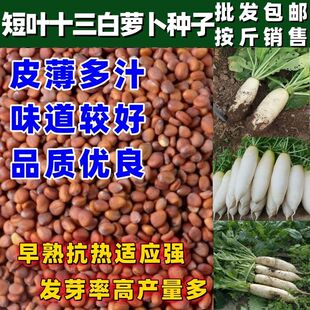 短叶十三号早萝卜种子 春季秋季播蔬菜籽 早熟清甜白皮水果萝卜孑